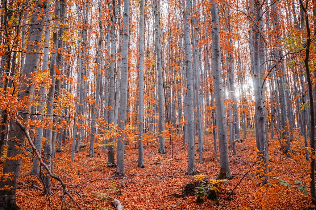 Grove of aspen trees in the fall